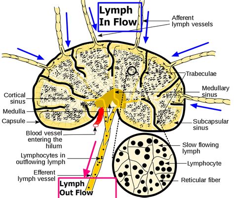 It may also be temporary. . What causes fatty hilum in lymph node